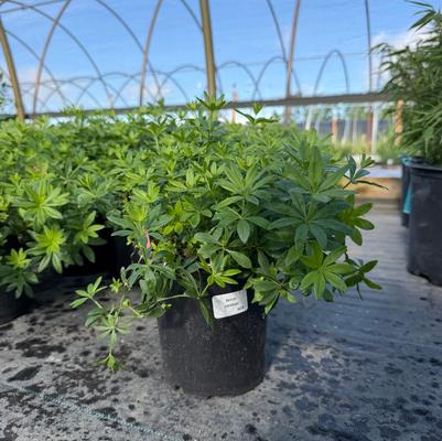 Galium odoratum