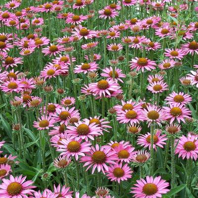 Echinacea Pixie Meadowbrite™