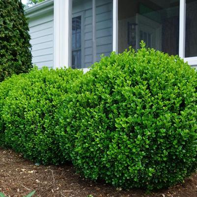 Buxus Freedom®