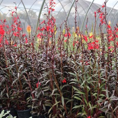 Lobelia cardinalis